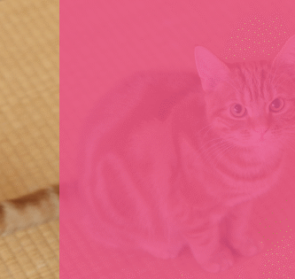 Avis THOMAS Aqua+ Animaux & Famille