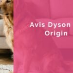 Avis Dyson V8 Origin